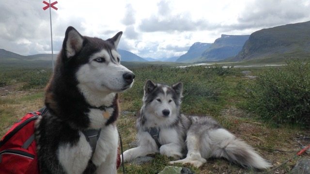 Blog | Lapland med Sheba og Kajka – fjeldtur med hund