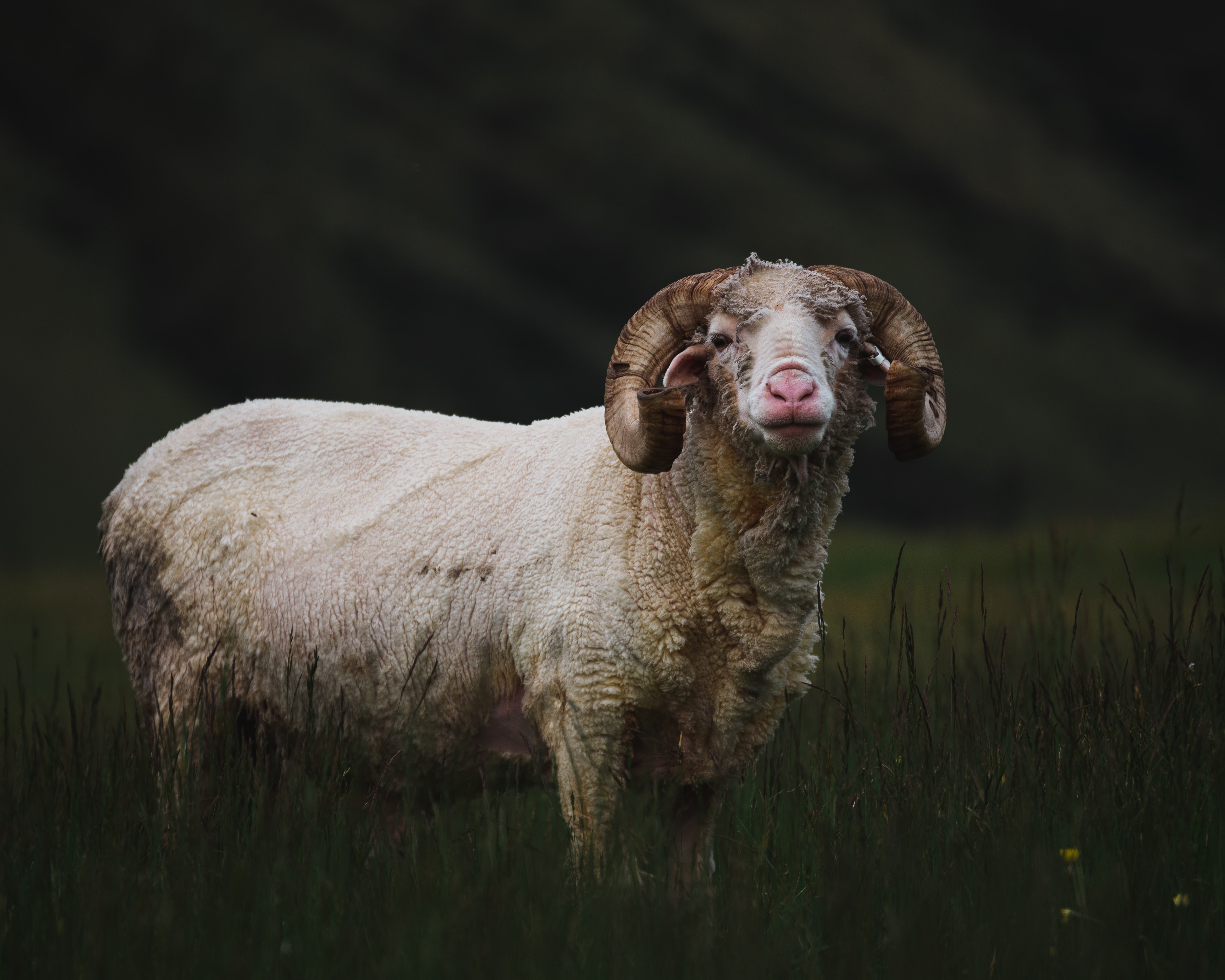 Fokus | Merinould – et af naturens vidundermaterialer | Friluftsland